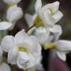 Arabis caucasicum alba flora plena - Abriachan Nurseries, The Garden On Loch Ness